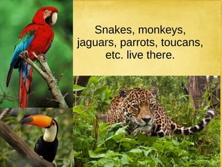 Snakes, monkeys,
jaguars, parrots, toucans,
etc. live there.
 