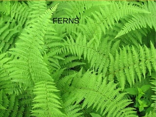 FERNS
 