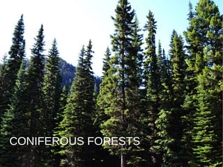 CONIFEROUS FORESTS
 