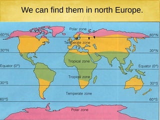 We can find them in north Europe.
 