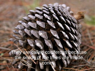 They are called coniferous because
the seeds of the trees are inside
cones.
 