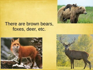 There are brown bears,
foxes, deer, etc.
 
