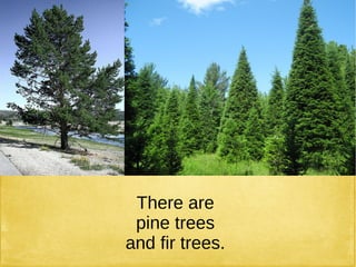 There are
pine trees
and fir trees.
 