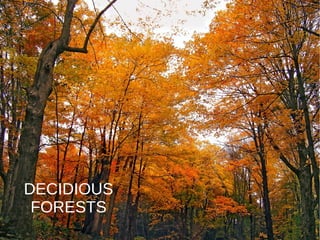 DECIDIOUS
FORESTS
 