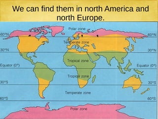 We can find them in north America and
north Europe.
 
