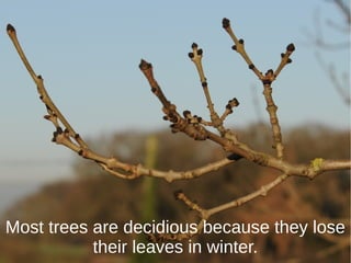 Most trees are decidious because they lose
their leaves in winter.
 