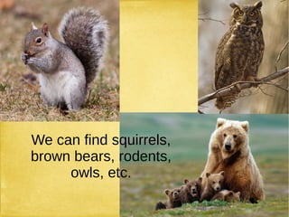 We can find squirrels,
brown bears, rodents,
owls, etc.
 