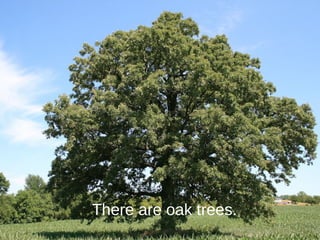 There are oak trees.
 