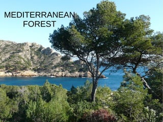 MEDITERRANEAN
FOREST
 
