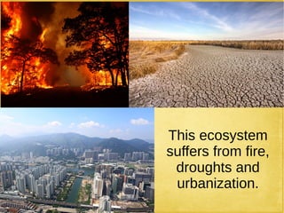 This ecosystem
suffers from fire,
droughts and
urbanization.
 