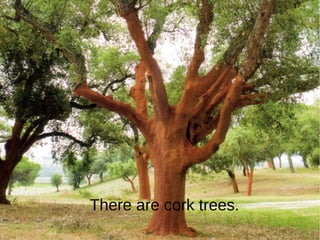 There are cork trees.
 