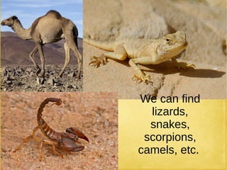 We can find
lizards,
snakes,
scorpions,
camels, etc.
 