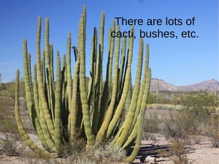 There are lots of
cacti, bushes, etc.
 