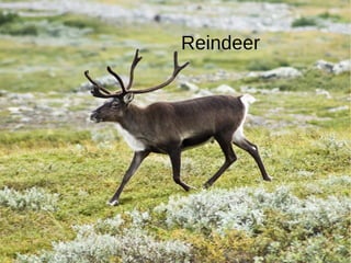 Reindeer
 