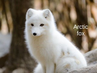 Arctic
fox
 