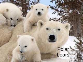Polar
bears
 
