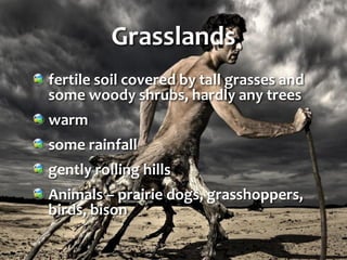 Grasslands
fertile soil covered by tall grasses and
some woody shrubs, hardly any trees
warm
some rainfall
gently rolling hills
Animals – prairie dogs, grasshoppers,
birds, bison
 