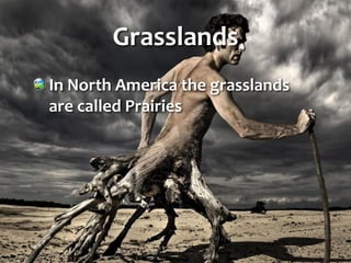 Grasslands
In North America the grasslands
are called Prairies
 