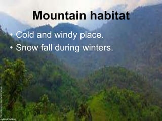 Mountain habitat
• Cold and windy place.
• Snow fall during winters.
 