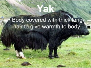 Yak
• Body covered with thick long
hair to give warmth to body.
 