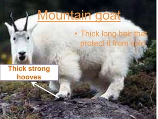 Mountain goat
• Thick long hair that
protect it from cold.
Thick strong
hooves
 