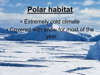 Polar habitat
• Extremely cold climate
• Covered with snow for most of the
year.
 