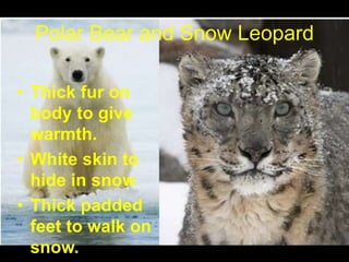 Polar Bear and Snow Leopard
• Thick fur on
body to give
warmth.
• White skin to
hide in snow
• Thick padded
feet to walk on
snow.
 