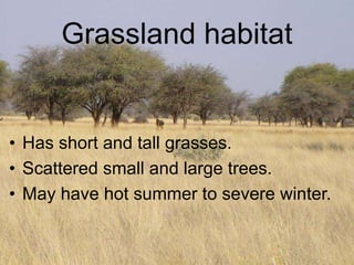 Grassland habitat
• Has short and tall grasses.
• Scattered small and large trees.
• May have hot summer to severe winter.
 