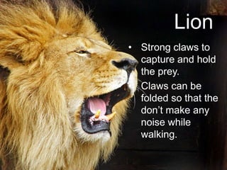 Lion
• Strong claws to
capture and hold
the prey.
• Claws can be
folded so that the
don’t make any
noise while
walking.
 