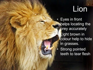 Lion
• Eyes in front
helps locating the
prey accurately
• Light brown in
colour help to hide
in grasses.
• Strong pointed
teeth to tear flesh
 