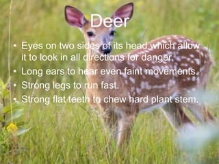 Deer
• Eyes on two sides of its head which allow
it to look in all directions for danger.
• Long ears to hear even faint movements.
• Strong legs to run fast.
• Strong flat teeth to chew hard plant stem.
 