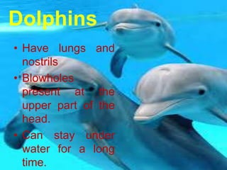 Dolphins
• Have lungs and
nostrils
• Blowholes
present at the
upper part of the
head.
• Can stay under
water for a long
time.
 