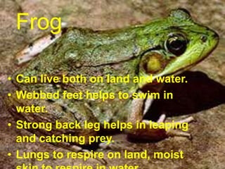 Frog
• Can live both on land and water.
• Webbed feet helps to swim in
water.
• Strong back leg helps in leaping
and catching prey.
• Lungs to respire on land, moist
 
