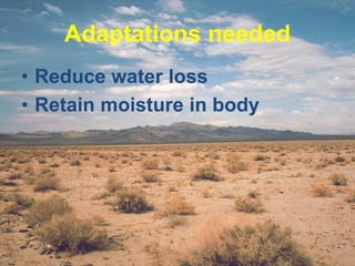 Adaptations needed
• Reduce water loss
• Retain moisture in body
 
