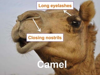 Camel
Long eyelashes
Closing nostrils
 