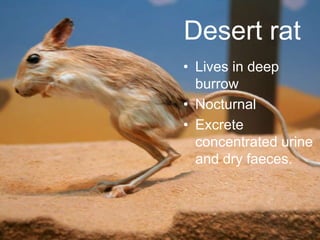 Desert rat
• Lives in deep
burrow
• Nocturnal
• Excrete
concentrated urine
and dry faeces.
 