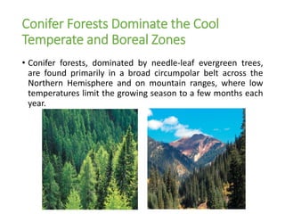Conifer Forests Dominate the Cool
Temperate and Boreal Zones
• Conifer forests, dominated by needle-leaf evergreen trees,
are found primarily in a broad circumpolar belt across the
Northern Hemisphere and on mountain ranges, where low
temperatures limit the growing season to a few months each
year.
 