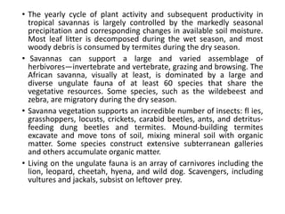 • The yearly cycle of plant activity and subsequent productivity in
tropical savannas is largely controlled by the markedly seasonal
precipitation and corresponding changes in available soil moisture.
Most leaf litter is decomposed during the wet season, and most
woody debris is consumed by termites during the dry season.
• Savannas can support a large and varied assemblage of
herbivores—invertebrate and vertebrate, grazing and browsing. The
African savanna, visually at least, is dominated by a large and
diverse ungulate fauna of at least 60 species that share the
vegetative resources. Some species, such as the wildebeest and
zebra, are migratory during the dry season.
• Savanna vegetation supports an incredible number of insects: fl ies,
grasshoppers, locusts, crickets, carabid beetles, ants, and detritus-
feeding dung beetles and termites. Mound-building termites
excavate and move tons of soil, mixing mineral soil with organic
matter. Some species construct extensive subterranean galleries
and others accumulate organic matter.
• Living on the ungulate fauna is an array of carnivores including the
lion, leopard, cheetah, hyena, and wild dog. Scavengers, including
vultures and jackals, subsist on leftover prey.
 