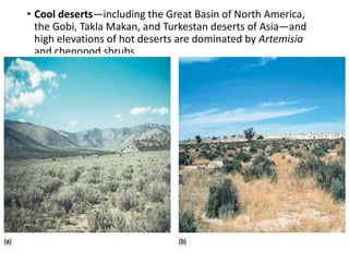 • Cool deserts—including the Great Basin of North America,
the Gobi, Takla Makan, and Turkestan deserts of Asia—and
high elevations of hot deserts are dominated by Artemisia
and chenopod shrubs
 