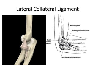 Lateral Collateral Ligament
 