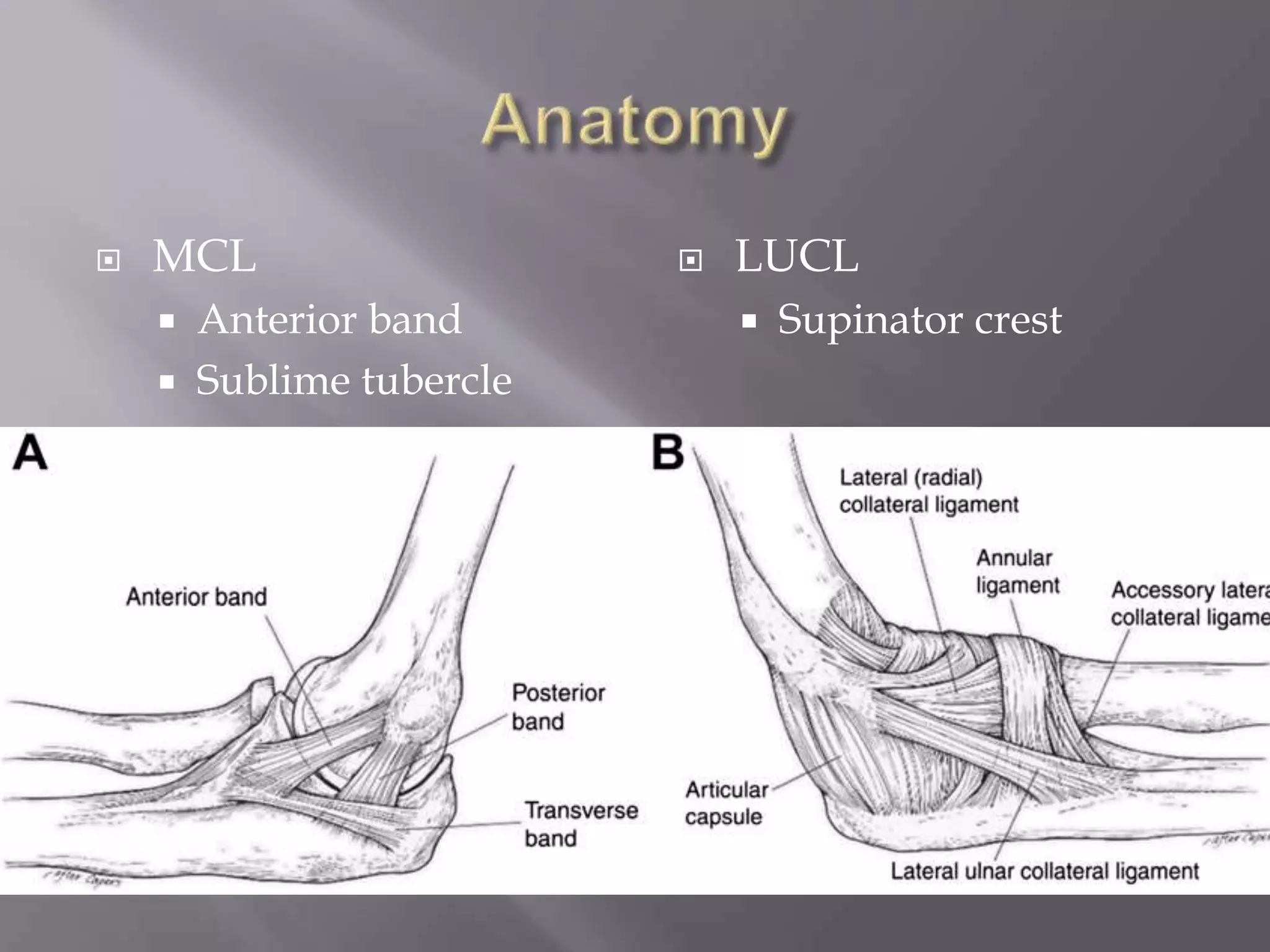  MCL
Anterior band
Sublime tubercle
LUCL
Supinator crest