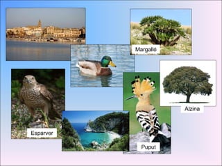 Esparver Puput Margalló Alzina 