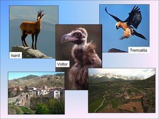 Isard Voltor Trencalòs 