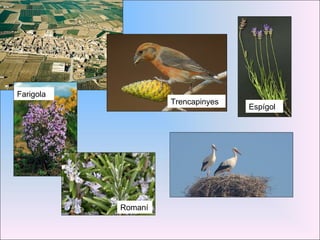 Trencapinyes Farigola Romaní Espígol 