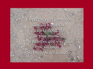 En arcenes del camino, adosada a cunetas ...está la florecilla de rojo intenso, casi marrón, que vive así, casi sin nada, roja burdeos del desierto 
