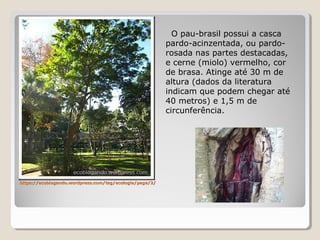 https://ecoblogando.wordpress.com/tag/ecologia/page/2/https://ecoblogando.wordpress.com/tag/ecologia/page/2/
O pau-brasil possui a casca
pardo-acinzentada, ou pardo-
rosada nas partes destacadas,
e cerne (miolo) vermelho, cor
de brasa. Atinge até 30 m de
altura (dados da literatura
indicam que podem chegar até
40 metros) e 1,5 m de
circunferência.
 