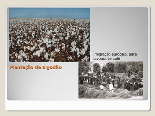 Plantação de algodãoPlantação de algodão
Imigração europeia, para
lavoura de café
 