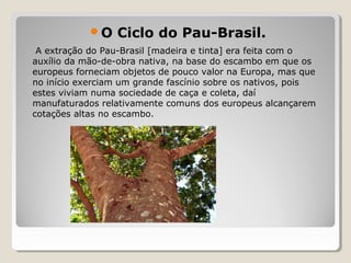 O Ciclo do Pau-Brasil.
A extração do Pau-Brasil [madeira e tinta] era feita com o
auxílio da mão-de-obra nativa, na base do escambo em que os
europeus forneciam objetos de pouco valor na Europa, mas que
no início exerciam um grande fascínio sobre os nativos, pois
estes viviam numa sociedade de caça e coleta, daí
manufaturados relativamente comuns dos europeus alcançarem
cotações altas no escambo.
 