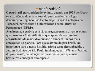 O pau-brasil era considerado extinto, quando em 1928 verificou-O pau-brasil era considerado extinto, quando em 1928 verificou-
se a existência de uma árvore de pau-brasil em um lugarse a existência de uma árvore de pau-brasil em um lugar
denominado Engenho São Bento, hoje Estação Ecológica dadenominado Engenho São Bento, hoje Estação Ecológica da
Tapacurá, pertencente à Universidade Federal Rural deTapacurá, pertencente à Universidade Federal Rural de
Pernambuco (UFRP).Pernambuco (UFRP).
Atualmente, a espécie está tão ameaçada quanto diversas outrasAtualmente, a espécie está tão ameaçada quanto diversas outras
que povoam a Mata Atlântica, que apesar de ser um dosque povoam a Mata Atlântica, que apesar de ser um dos
ecossistemas de maior diversidade é também um dos maisecossistemas de maior diversidade é também um dos mais
ameaçados do planeta. Para que a árvore do pau-brasil, tãoameaçados do planeta. Para que a árvore do pau-brasil, tão
importante para a nossa história, não se torne desconhecida, oimportante para a nossa história, não se torne desconhecida, o
Jardim Botânico de São Paulo implantou, em 1979, um “bosqueJardim Botânico de São Paulo implantou, em 1979, um “bosque
de pau-brasil”, na intenção de preservá-lo para que maisde pau-brasil”, na intenção de preservá-lo para que mais
brasileiros conheçam esta espécie.brasileiros conheçam esta espécie.
Você sabia?
 