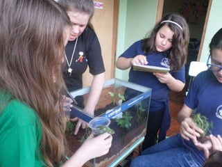 Terrário 5º ano